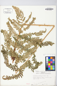 Dryopteris goldieana image