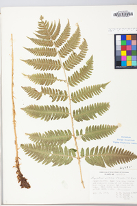 Dryopteris goldieana image