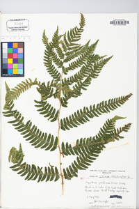 Dryopteris goldieana image