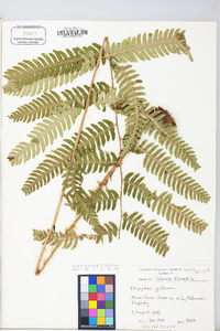 Dryopteris goldieana image