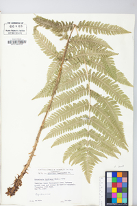 Dryopteris goldieana image