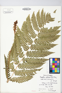 Dryopteris goldieana image