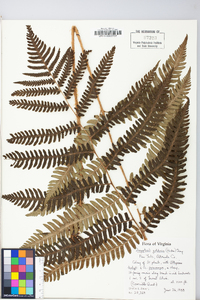 Dryopteris goldieana image