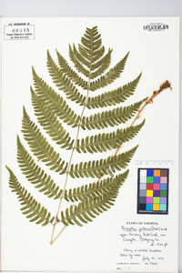 Dryopteris goldieana image