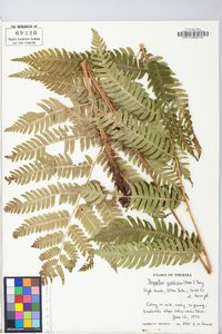 Dryopteris goldieana image