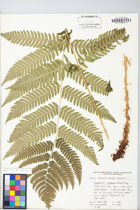 Dryopteris goldieana image