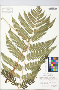 Dryopteris goldieana image