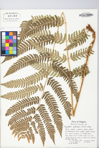 Dryopteris goldieana image