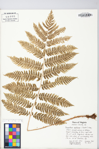 Dryopteris goldieana image