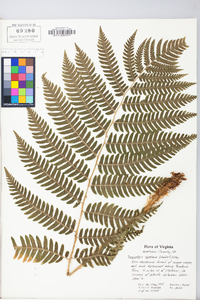 Dryopteris goldieana image