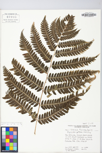 Dryopteris goldieana image