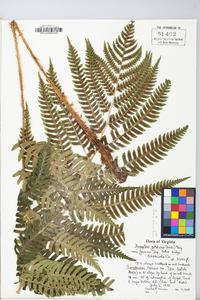 Dryopteris goldieana image