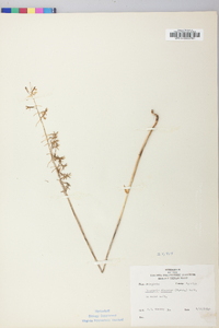 Tipularia discolor image