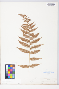 Athyrium filix-femina subsp. asplenioides image