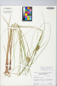 Carex bullata image