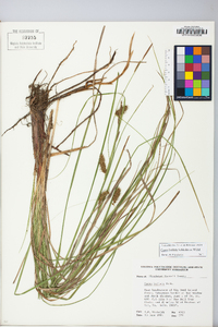 Carex bullata image