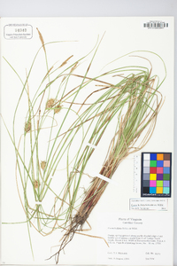 Carex bullata image