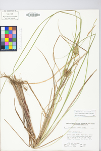 Carex bullata image