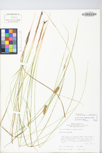 Carex bullata image