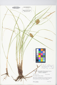 Carex bullata image