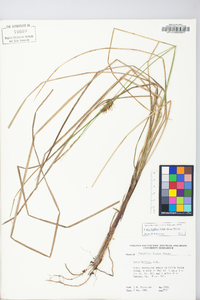 Carex bullata image