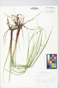 Carex buxbaumii image