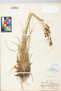 Carex bushii image