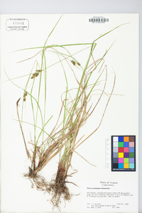 Carex caroliniana image