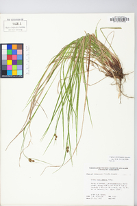 Carex caroliniana image