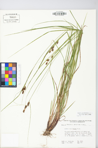 Carex caroliniana image