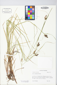 Carex caroliniana image