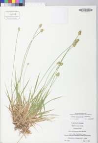 Carex mesochorea image