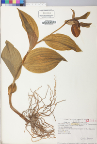 Cypripedium parviflorum var. pubescens image