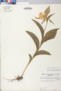 Cypripedium parviflorum var. pubescens image
