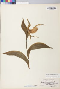 Cypripedium parviflorum var. pubescens image