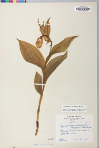 Cypripedium parviflorum var. pubescens image