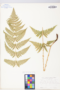 Dryopteris × triploidea image