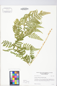 Dryopteris × triploidea image