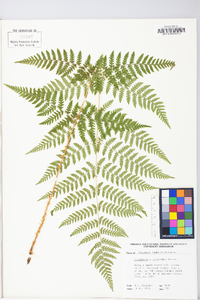 Dryopteris × triploidea image