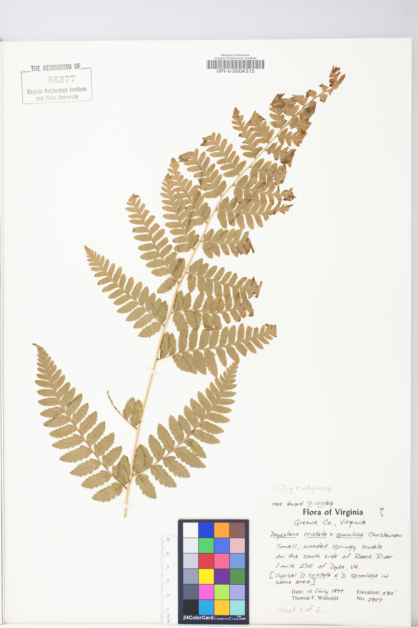 Dryopteris x uliginosa image