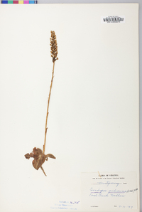 Goodyera pubescens image