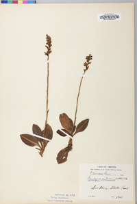 Goodyera pubescens image