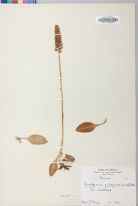 Goodyera pubescens image