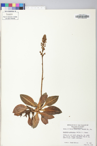 Goodyera pubescens image