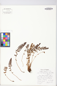 Woodsia ilvensis image