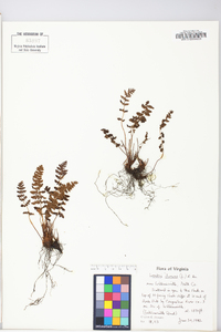 Woodsia ilvensis image