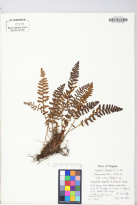 Woodsia ilvensis image