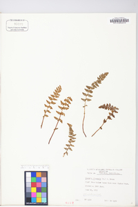 Woodsia ilvensis image