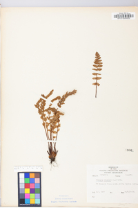 Woodsia ilvensis image