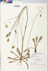 Hypochaeris radicata image